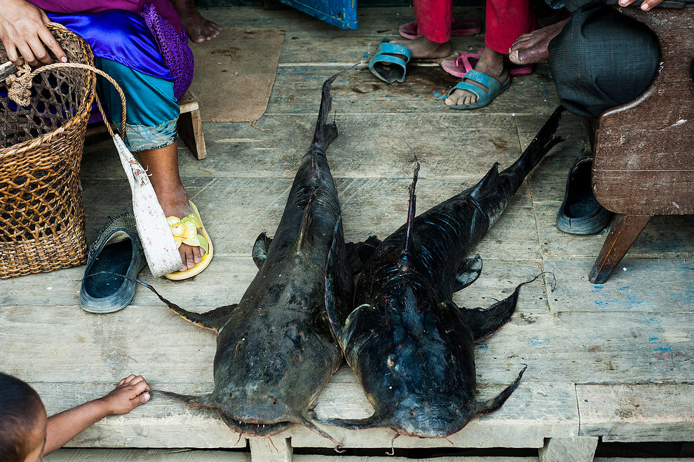 Ryby z rzeki Kolodyne (Lungbun, Mizoram) (Mizoram i Manipur)